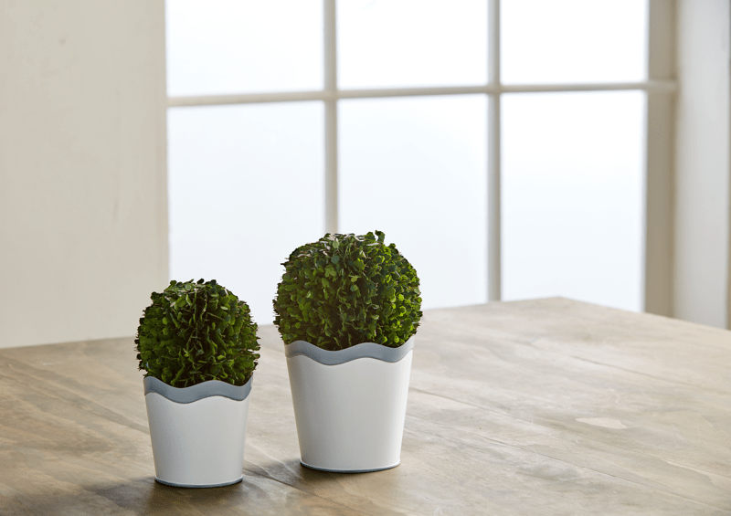 Scalloped Boxwood Pot