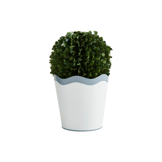 Scalloped Boxwood Pot